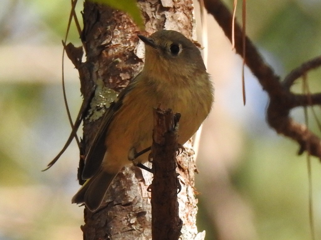 Ruby-crowned Kinglet - ML192427261