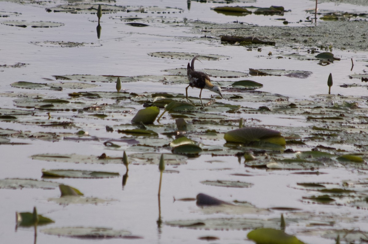 Jacana Colilarga - ML192427501