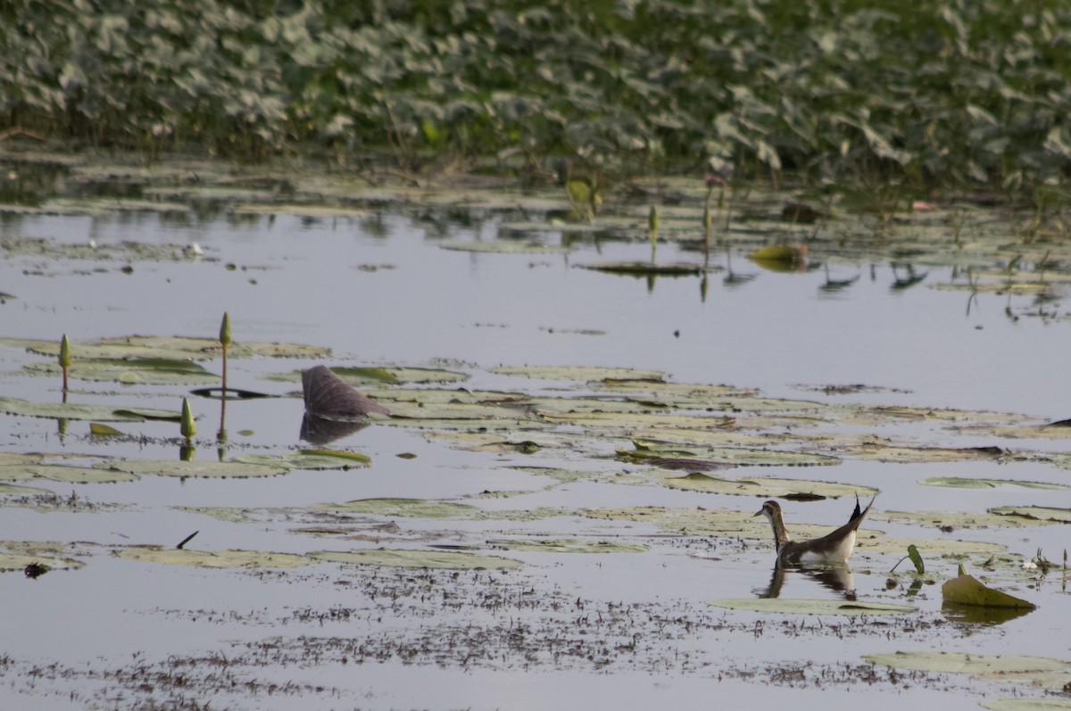 Jacana Colilarga - ML192427511