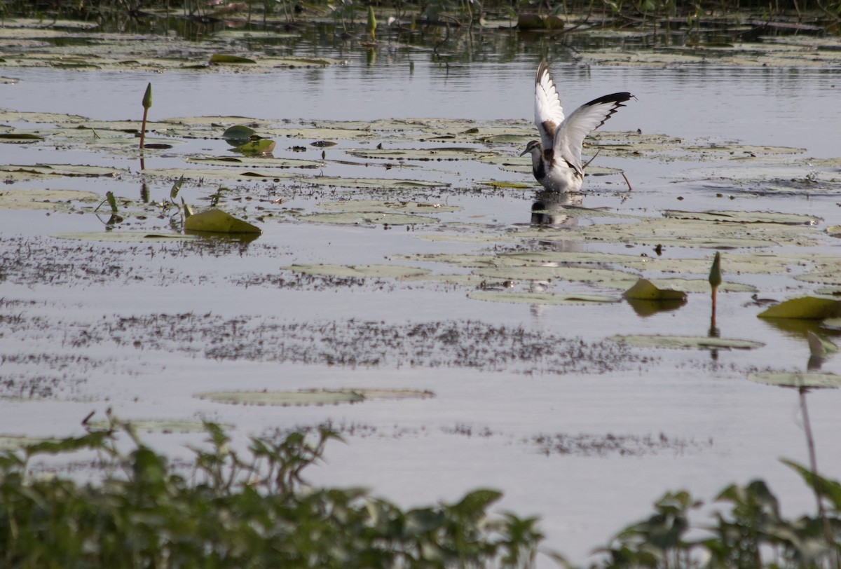 Jacana Colilarga - ML192427521
