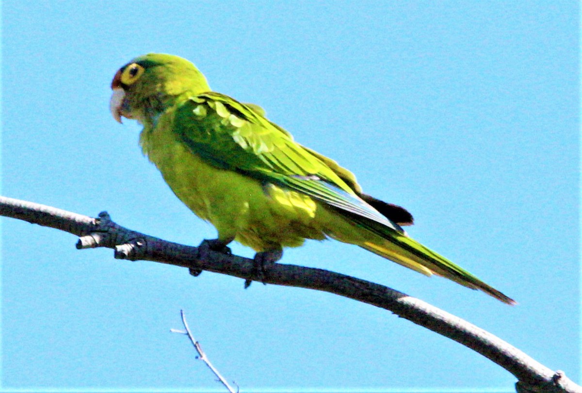 Orange-fronted Parakeet - ML192427881