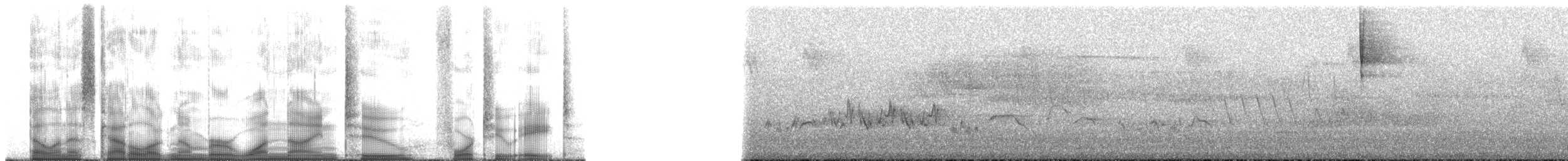 bånddue (fasciata gr.) - ML192428