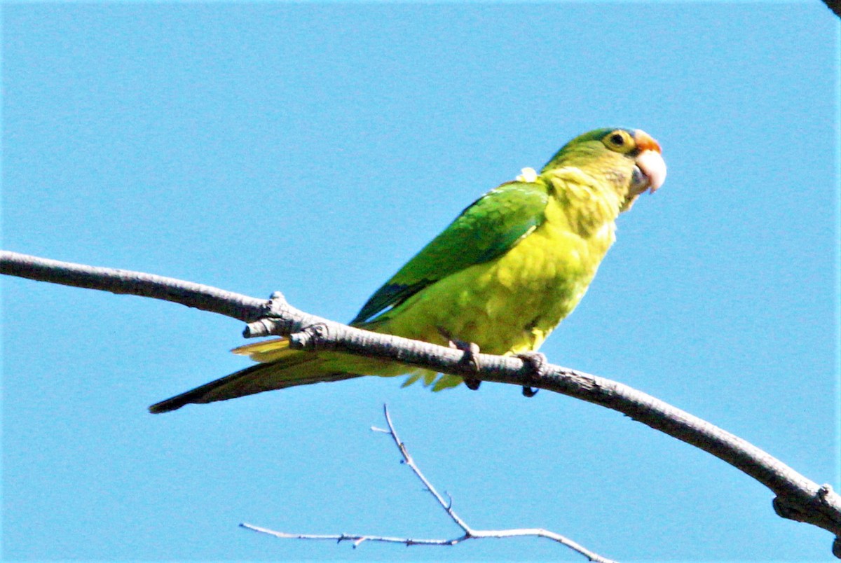 Orange-fronted Parakeet - ML192428071