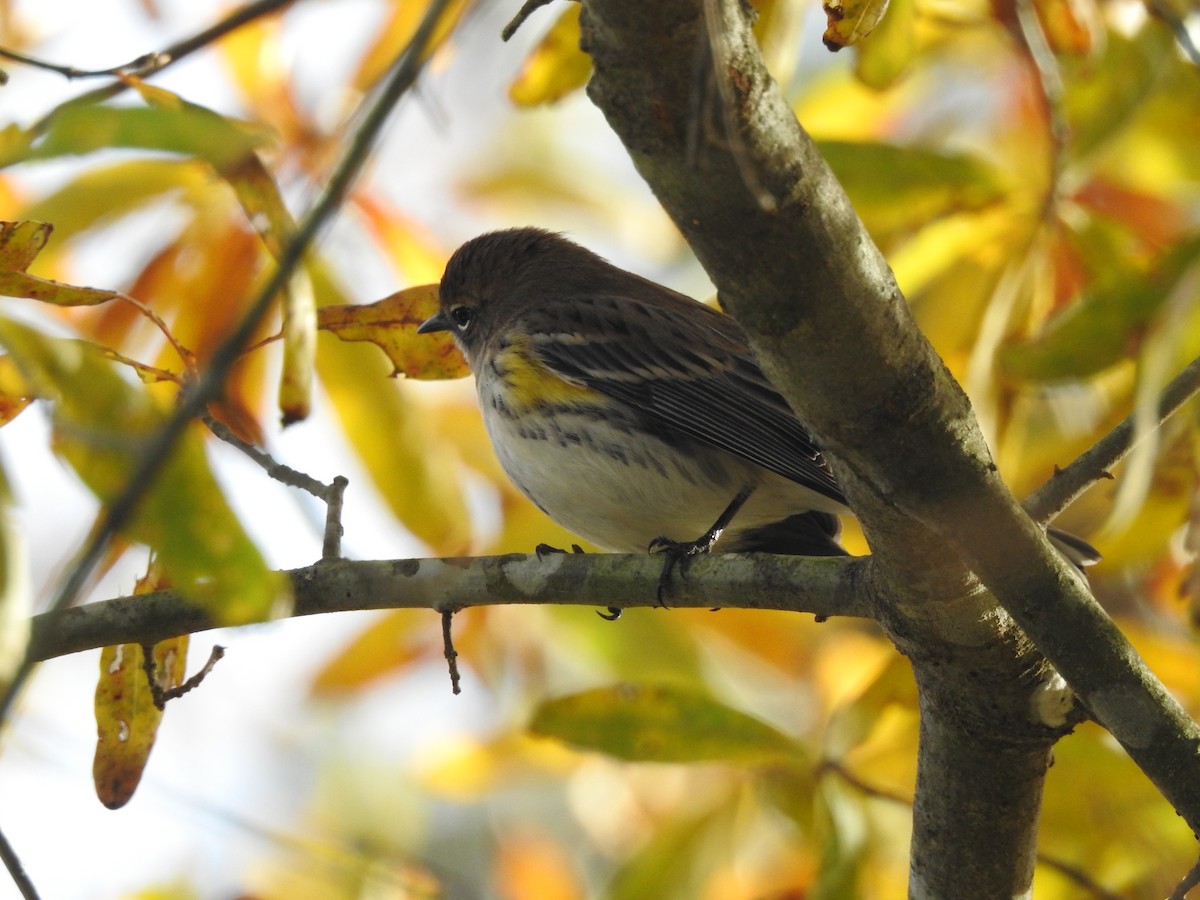 Yellow-rumped Warbler - ML192429181