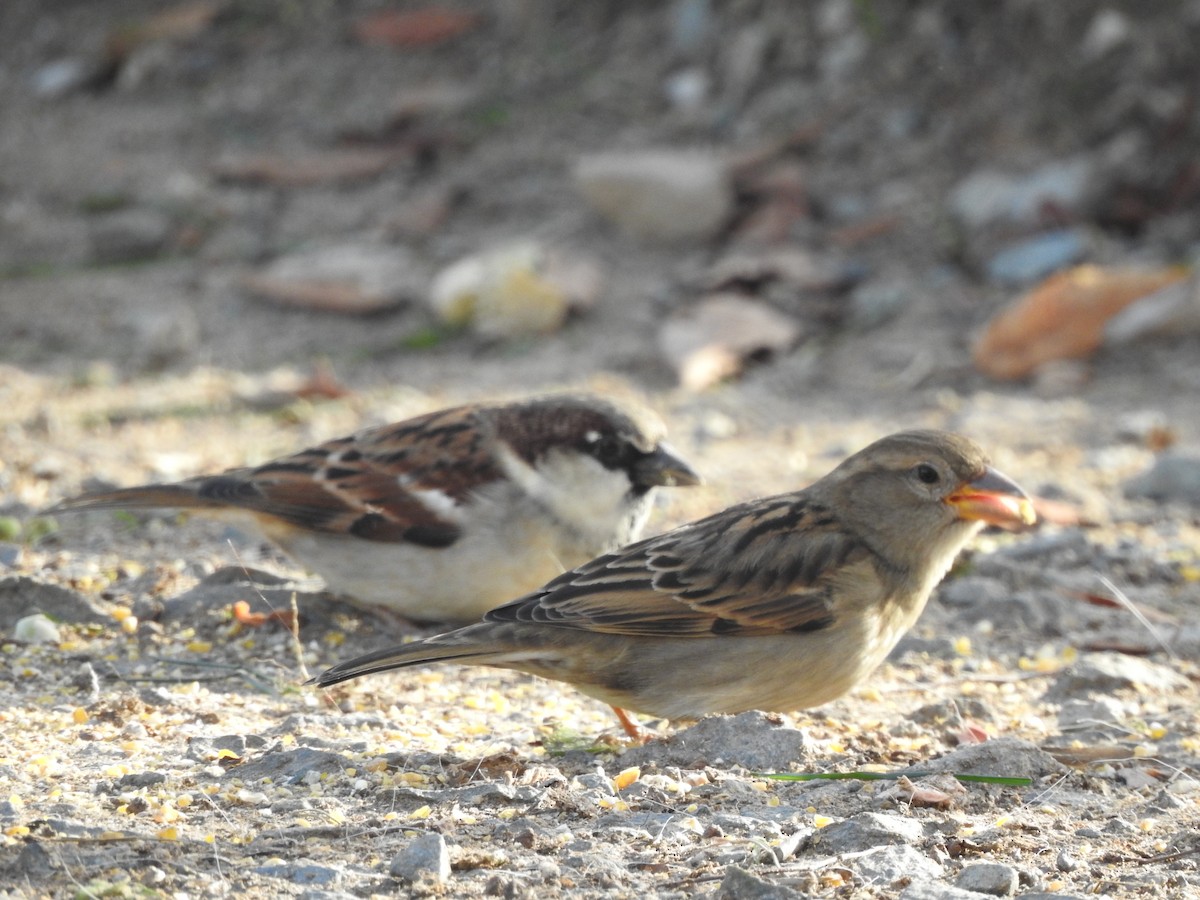 House Sparrow - ML192429481