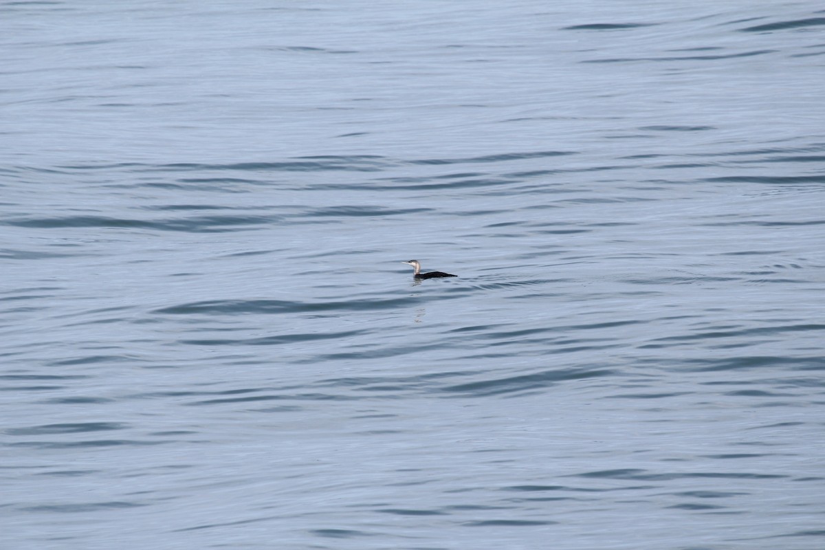 Red-throated Loon - ML192429881