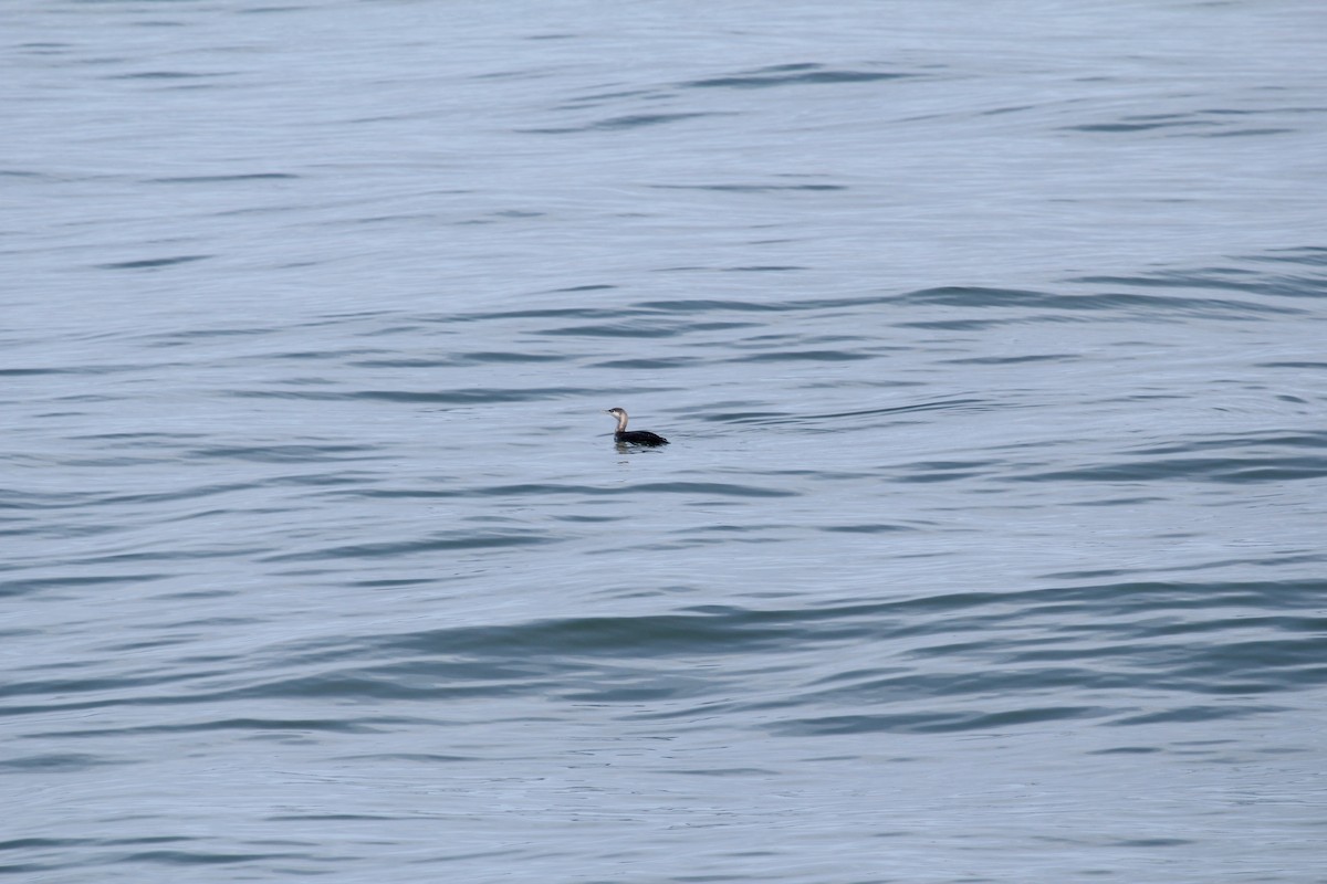 Red-throated Loon - ML192429891