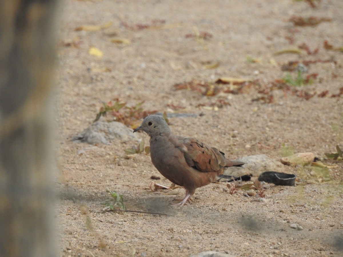 Ruddy Ground Dove - ML192433681