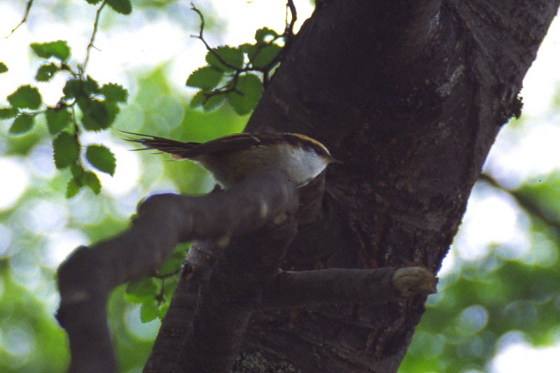 Thorn-tailed Rayadito - Jose Antonio Lama