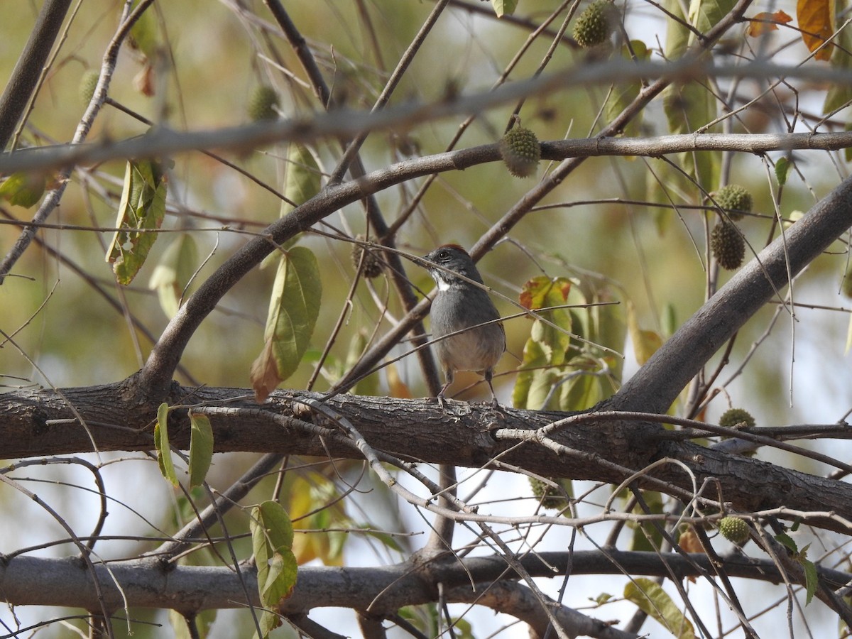 Green-tailed Towhee - ML192434281