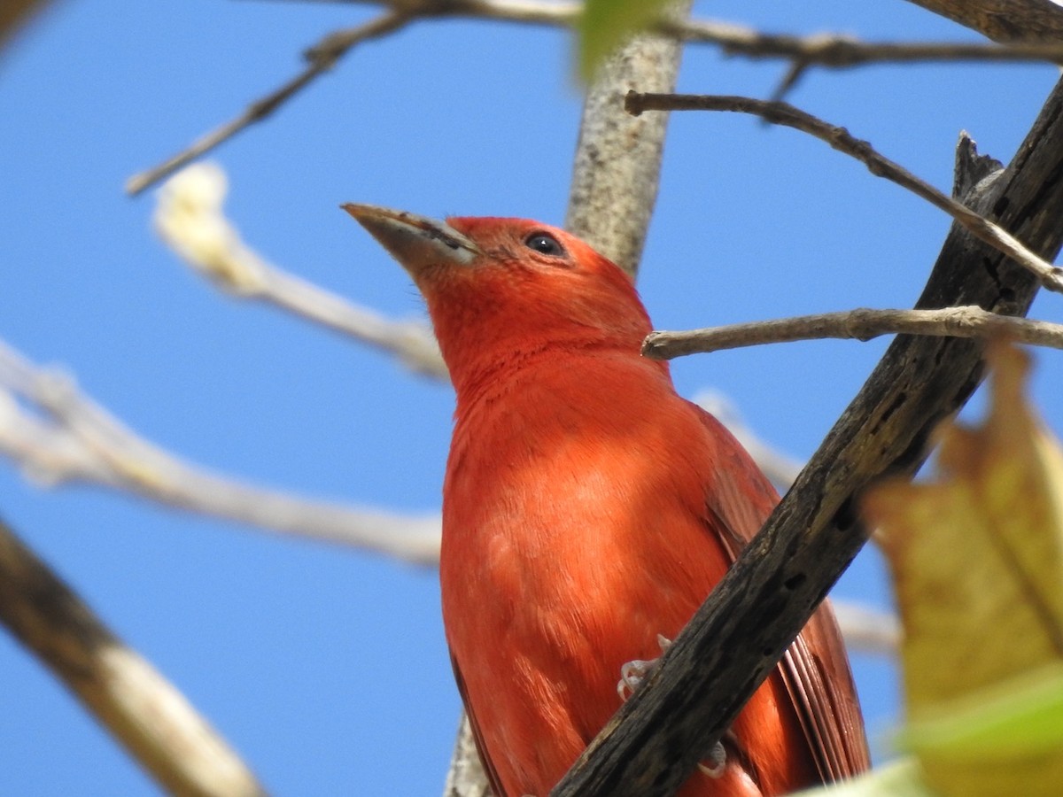 Summer Tanager - ML192434361