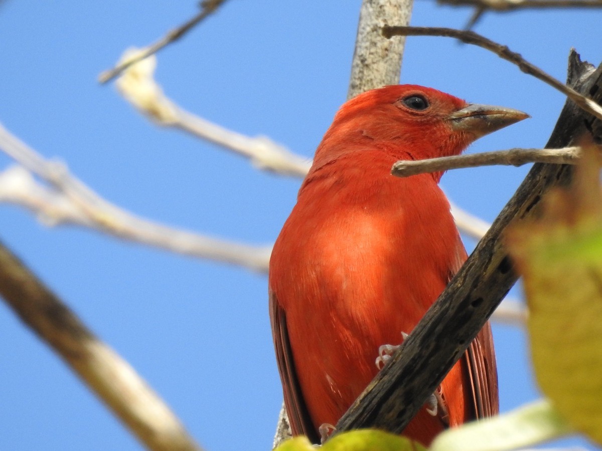 Piranga Roja - ML192434371