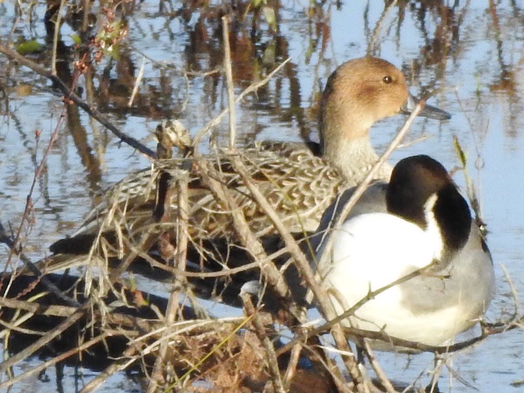 Northern Pintail - ML192434661