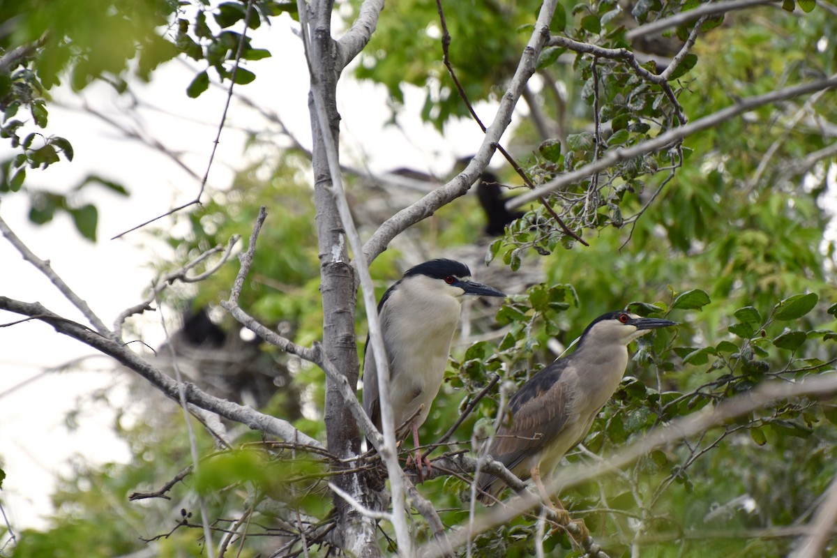 Black-crowned Night Heron - ML192438361