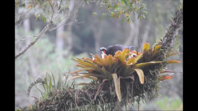 Black-fronted Piping-Guan - ML192439161