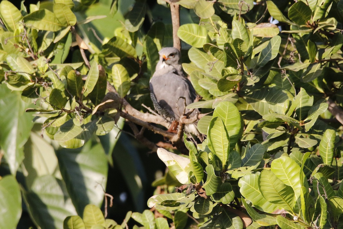 Lizard Buzzard - ML192439261