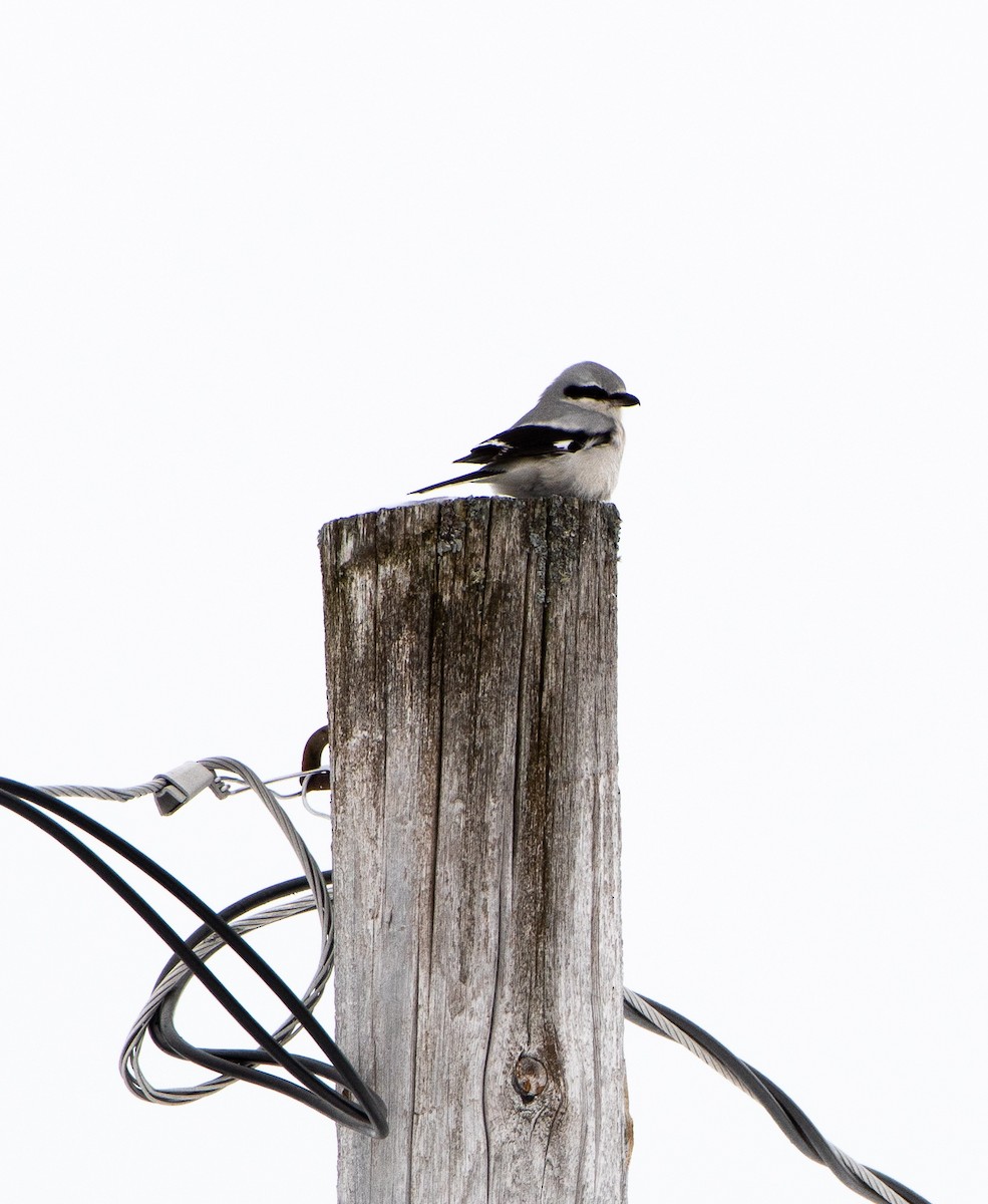 Northern Shrike - ML192439371