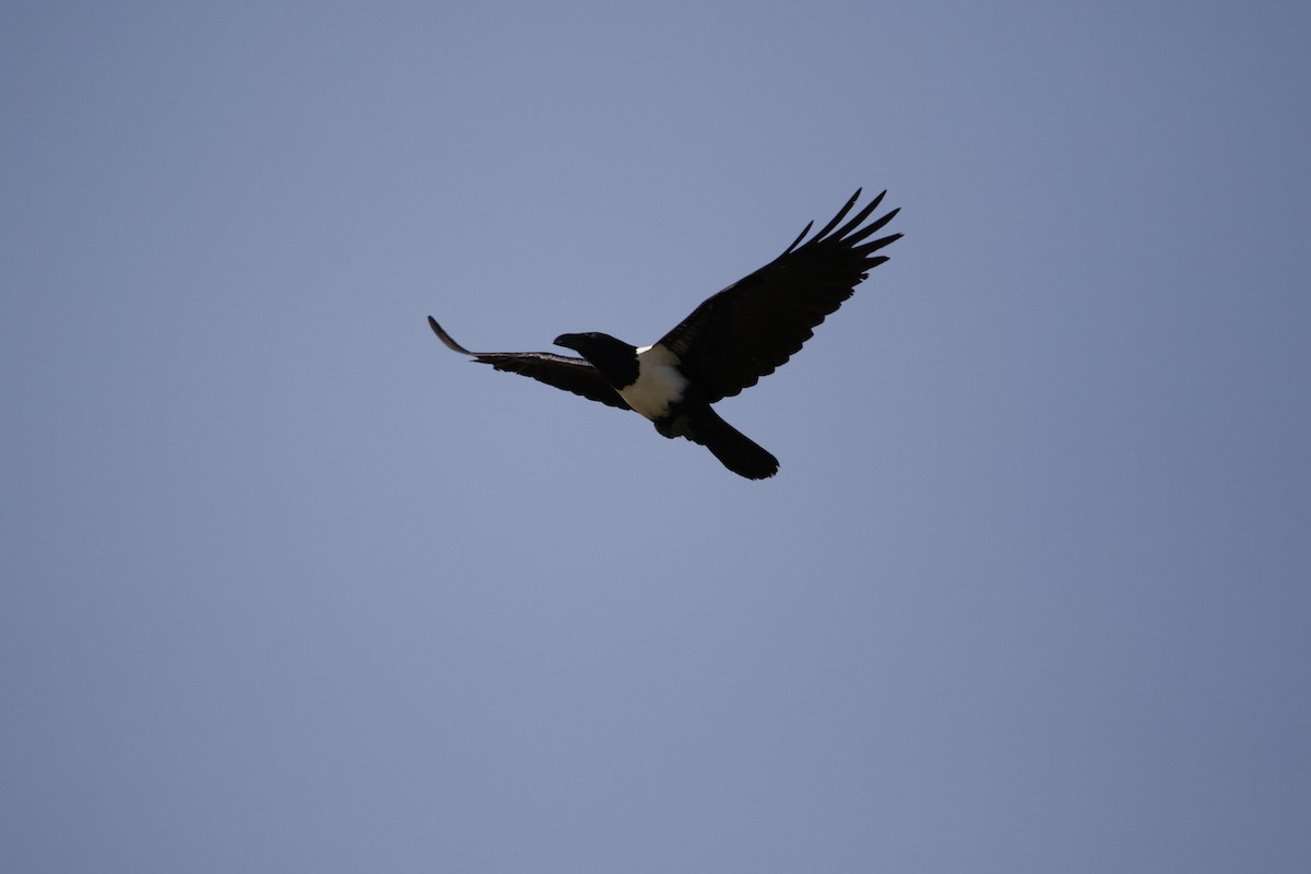 Pied Crow - ML192439651