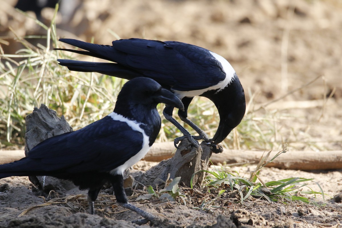 Pied Crow - ML192439741