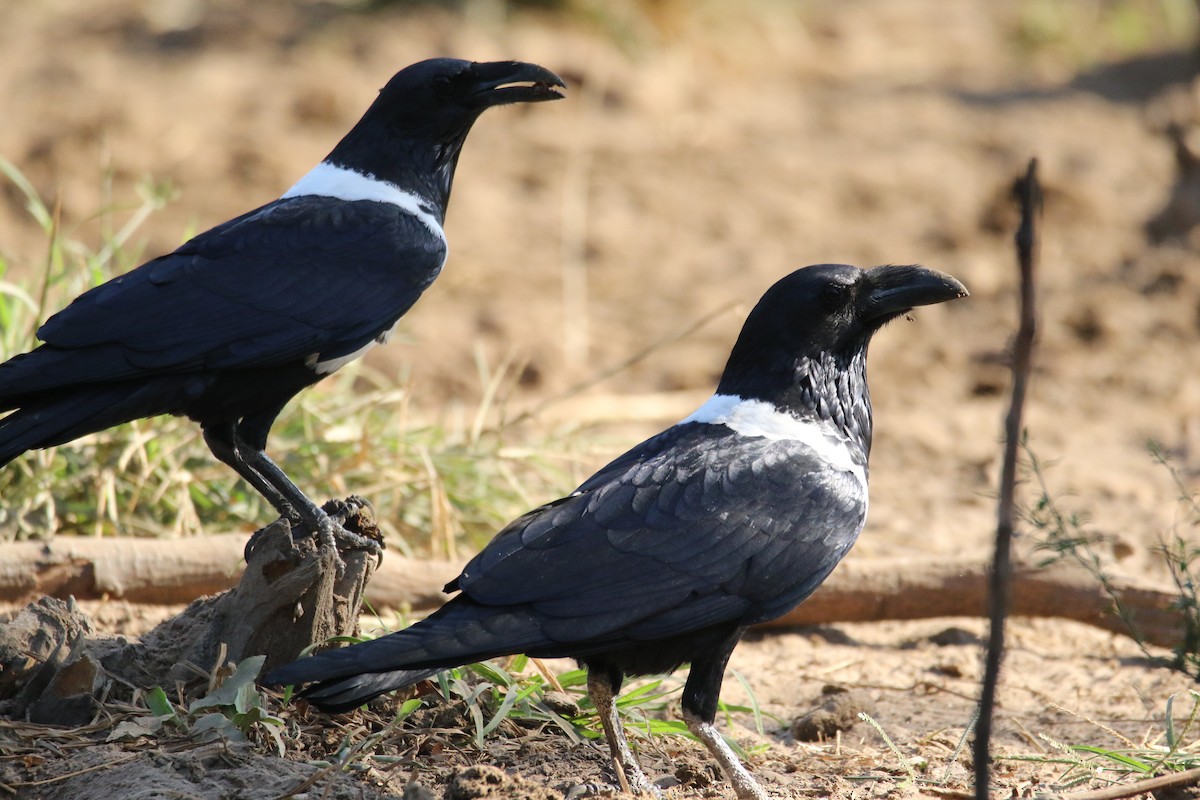 Corbeau pie - ML192439811