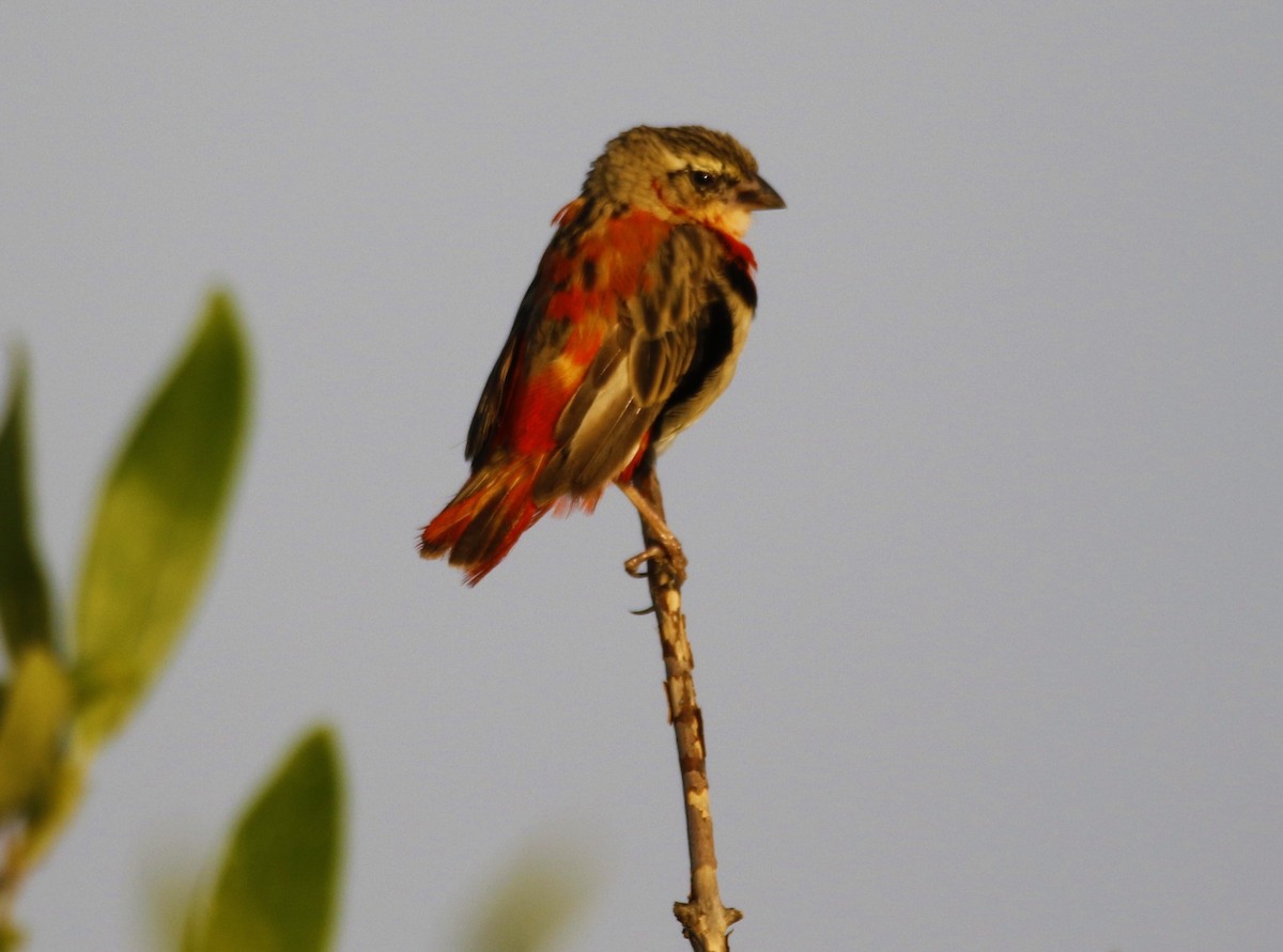 Northern Red Bishop - ML192440051