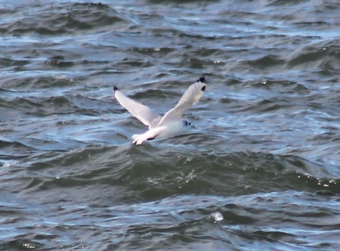 Mouette tridactyle - ML192442731