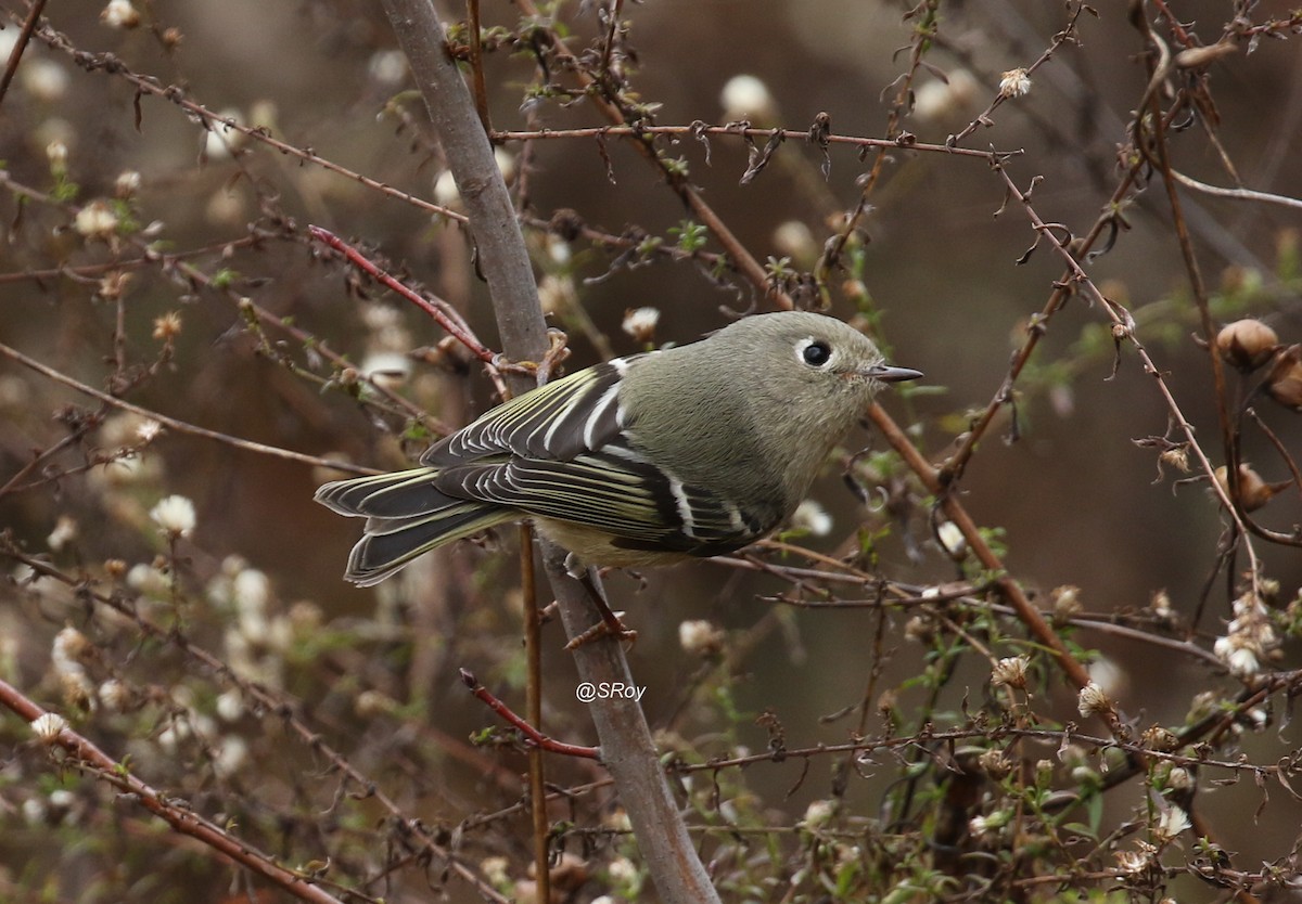 Ruby-crowned Kinglet - ML192443391