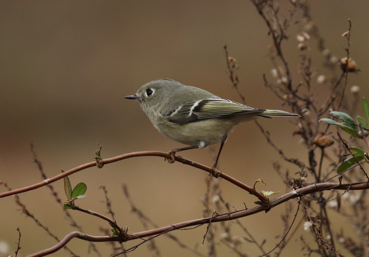 Ruby-crowned Kinglet - ML192443441