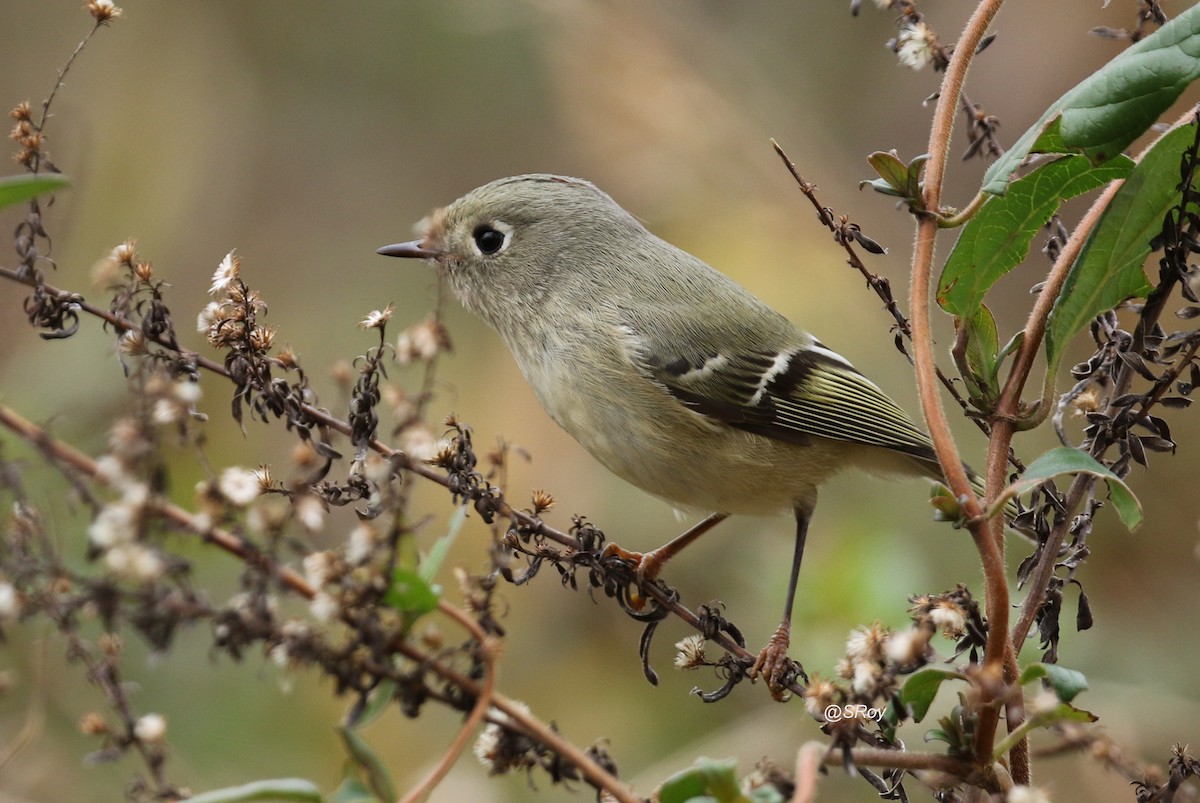 Ruby-crowned Kinglet - ML192443801