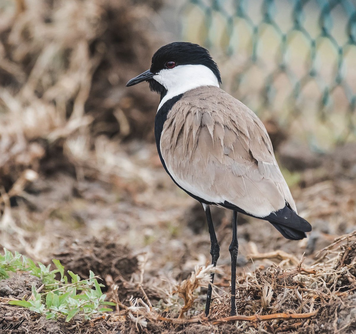 Spur-winged Lapwing - Bruce Ward-Smith