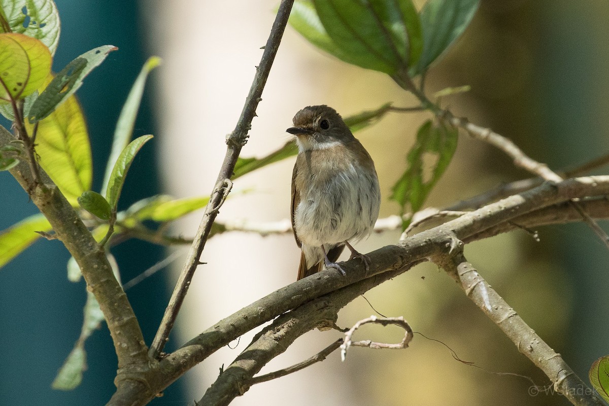 Fulvous-chested Jungle Flycatcher - ML192445241
