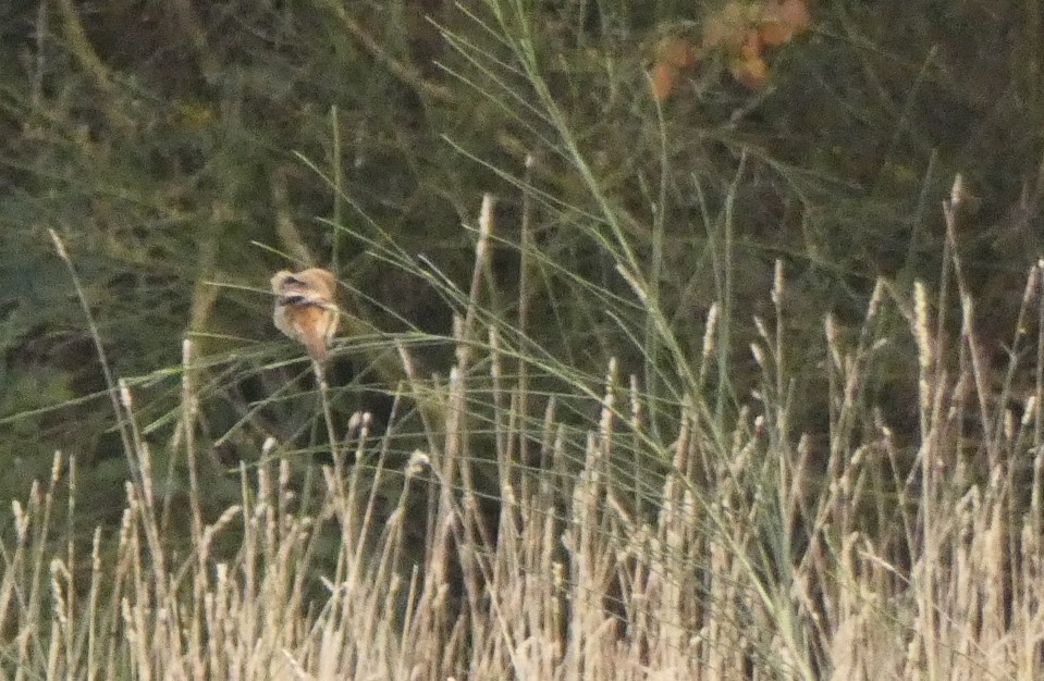 Brown Shrike - ML192445361