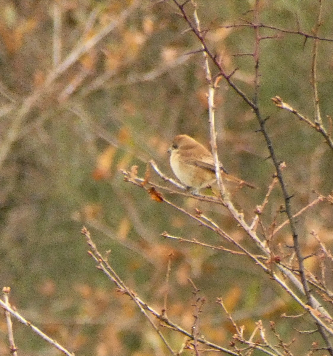 Brown Shrike - ML192445381