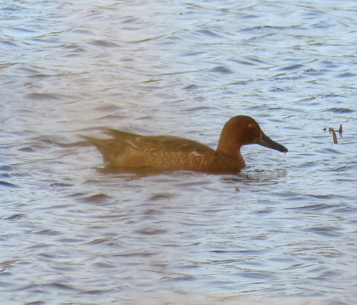 Cinnamon Teal - ML192449181