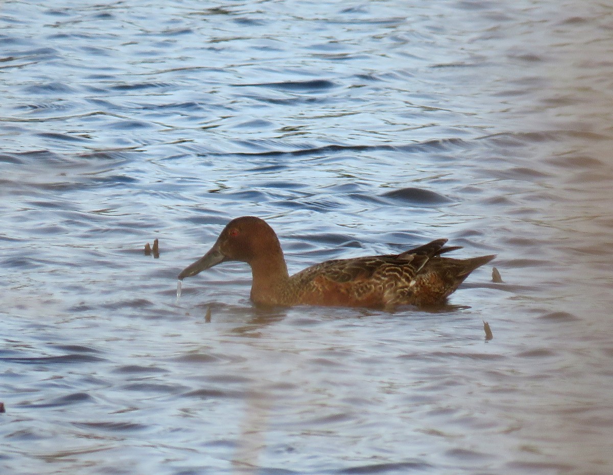 Cinnamon Teal - ML192449211