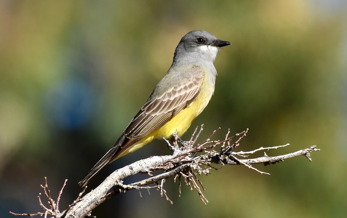 Cassin's Kingbird - ML192449911