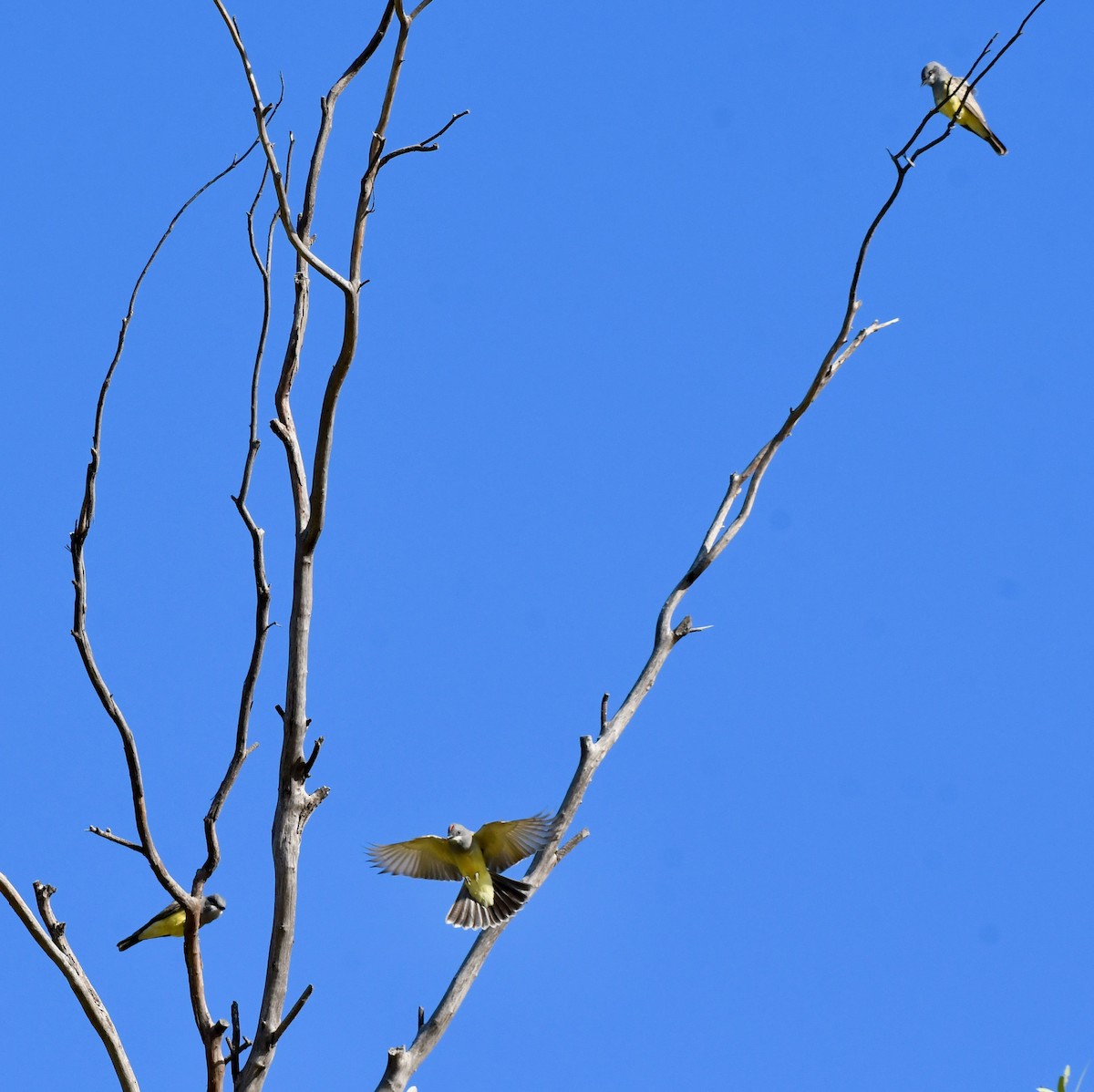 Cassin's Kingbird - ML192449941