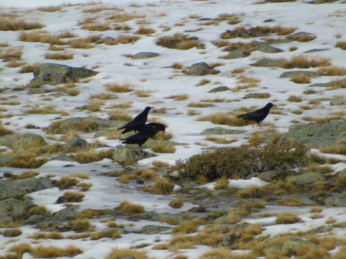 Red-billed Chough - ML192450891