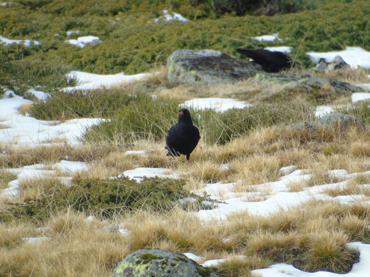 Red-billed Chough - ML192450901