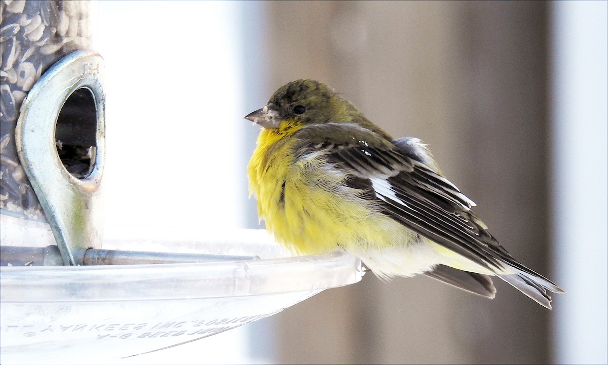 Lesser Goldfinch - ML192452861