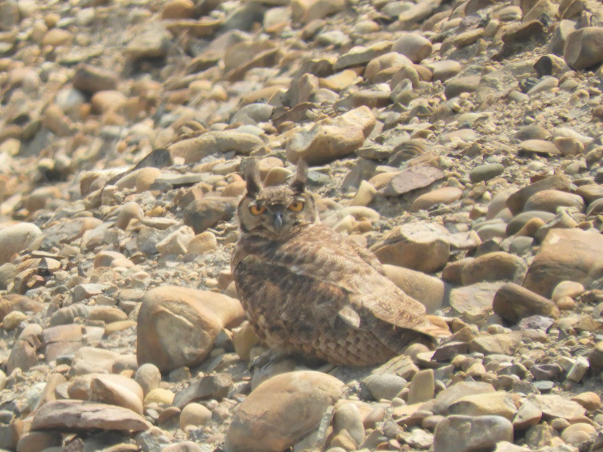 Great/Lesser Horned Owl - ML192454161