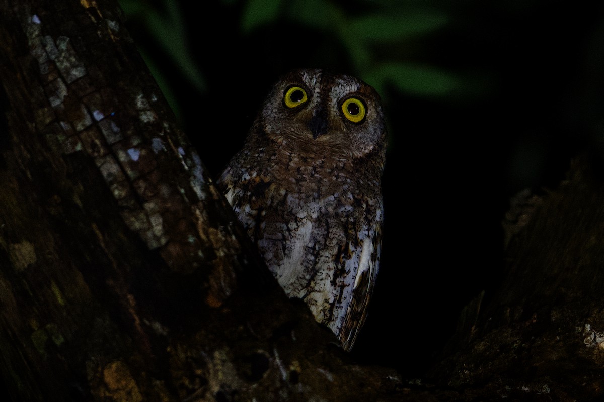 Oriental Scops-Owl - Snehasis Sinha