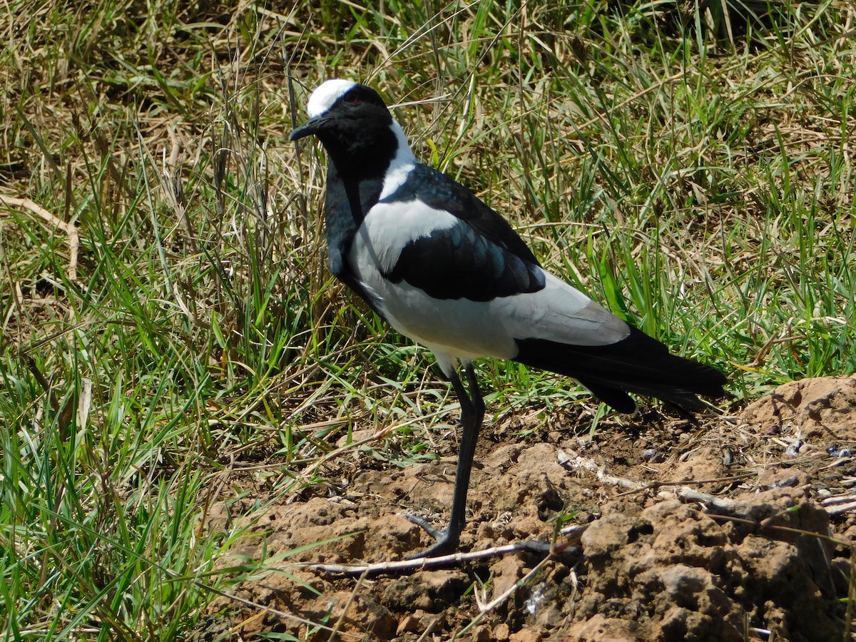 Blacksmith Lapwing - Joli Reising