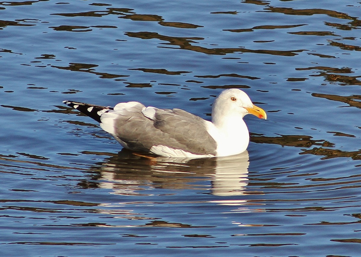 Western Gull - Mark Hays