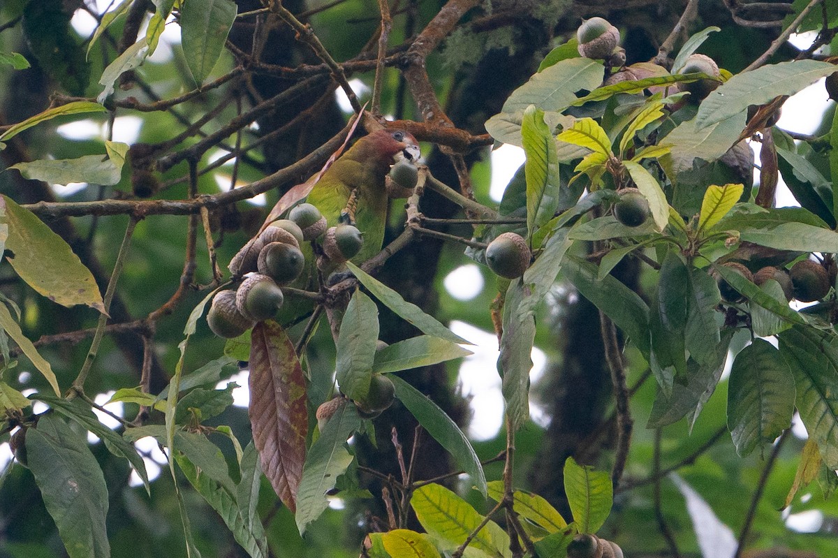 Rusty-faced Parrot - ML192460891