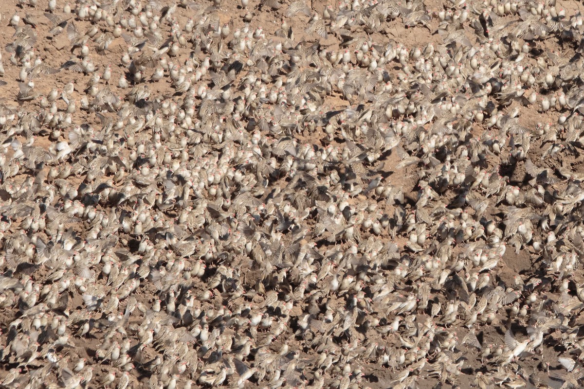 Red-billed Quelea - ML192461201