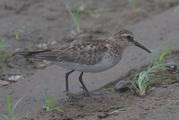 Baird's Sandpiper - Jan Ebr