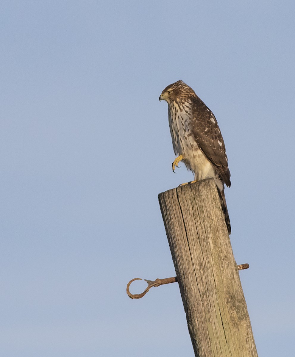 Cooper's Hawk - ML192463711