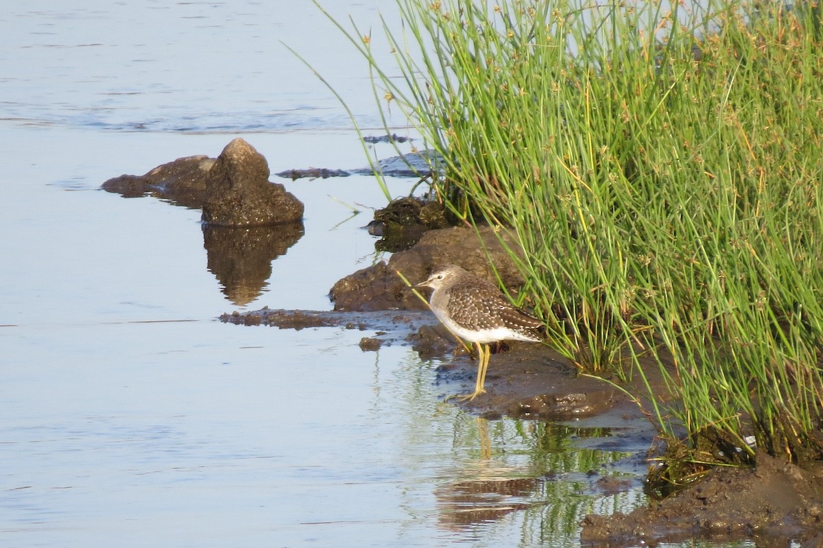 Wood Sandpiper - ML192463941