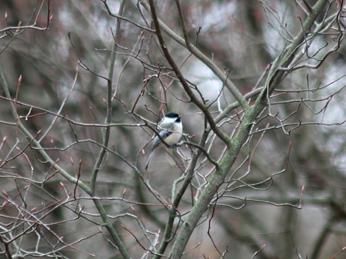 Black-capped Chickadee - ML192465821